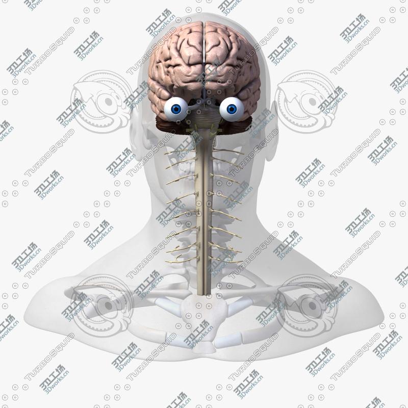 images/goods_img/20210313/Full Male Head Anatomy/4.jpg